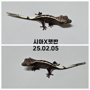 아잔틱 풀핀 화이트핀 다크 블랙