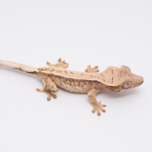 트라이 드리피 핀스트라이프