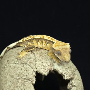 트라이 화이트스팟