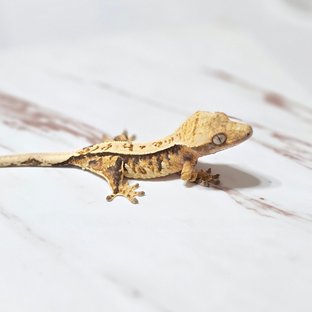 트라이 화이트핀 핀스트라이프 화이트스팟 화이트크라운