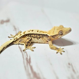 트라이 핀스트라이프 화이트핀 화이트포트홀