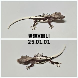 아잔틱 릴잔틱 풀핀 화이트핀 다크 블랙