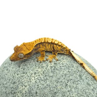 트라이