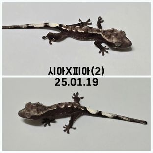 아잔틱 다크 블랙