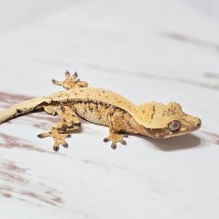 트라이 드리피 핀스트라이프