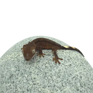 챠콜