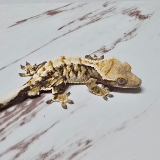 트라이 화이트핀 화이트스팟 화이트포트홀