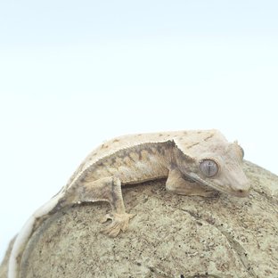 트라이 드리피 핀스트라이프