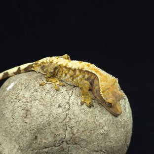 트라이 익스트림할리퀸 화이트스팟 핀스트라이프 텐저린