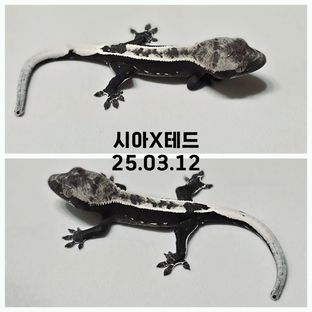 아잔틱 화이트핀 다크 블랙