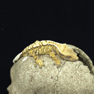 트라이 화이트스팟