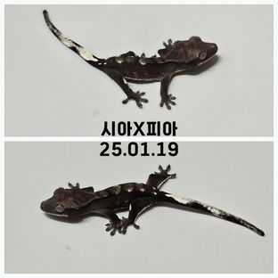 아잔틱 다크 블랙