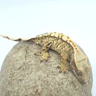 트라이 익스트림할리퀸