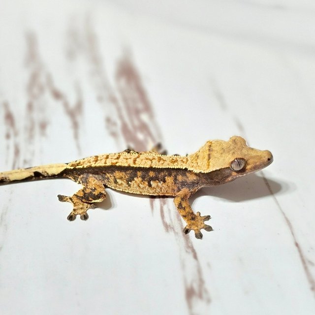 트라이 익스트림할리퀸 핀스트라이프 텐저린