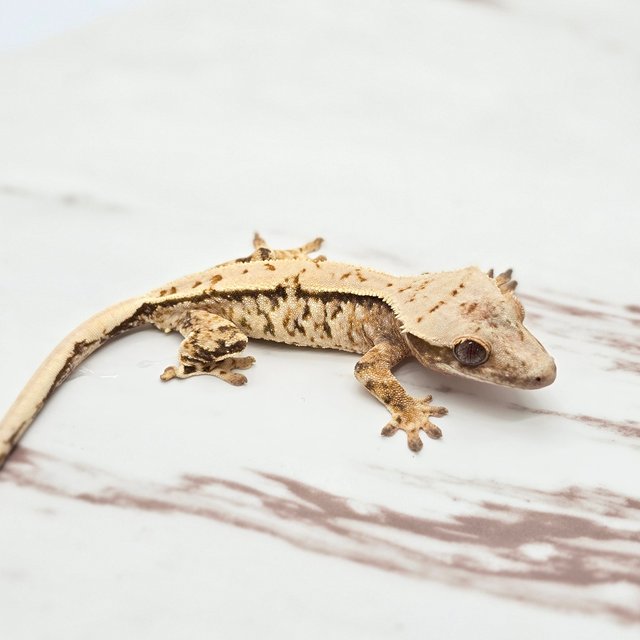 트라이 핀스트라이프 화이트핀