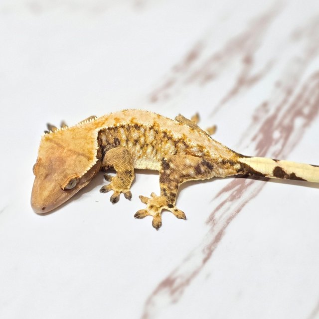 트라이 화이트스팟 화이트포트홀 화이트핀