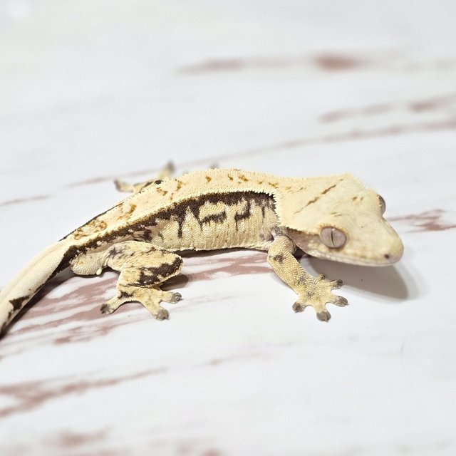 트라이 드리피 화이트핀 화이트스팟