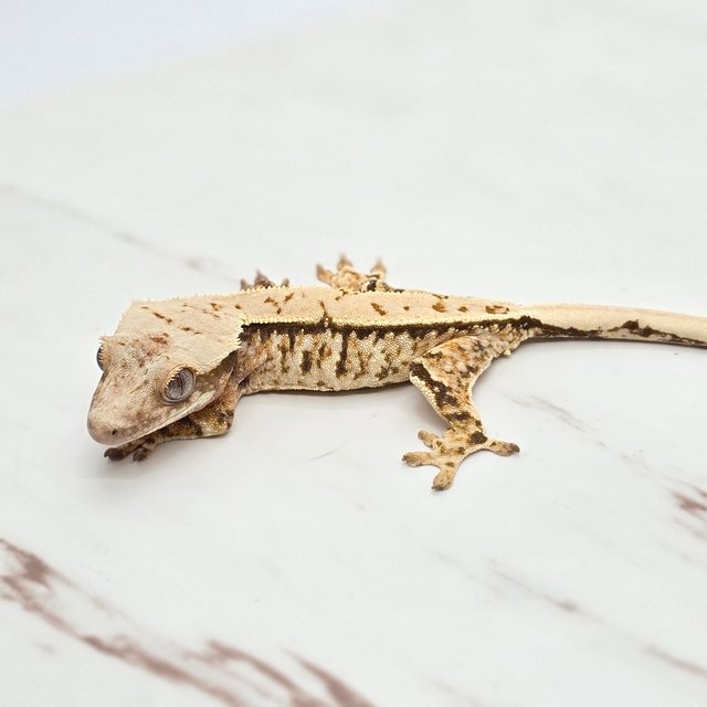 트라이 핀스트라이프 화이트핀