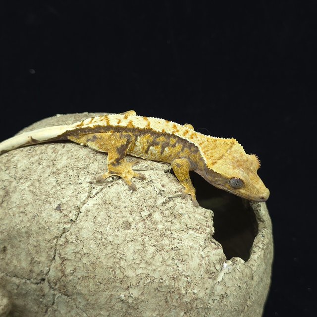 트라이 화이트스팟