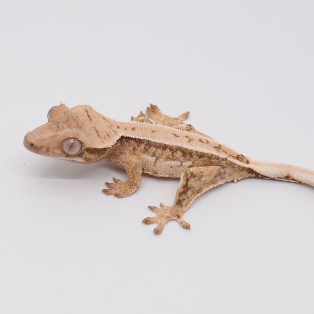 트라이 드리피 핀스트라이프