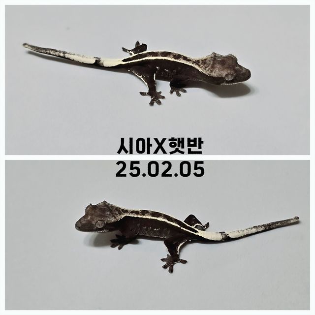 아잔틱 풀핀 화이트핀 다크 블랙