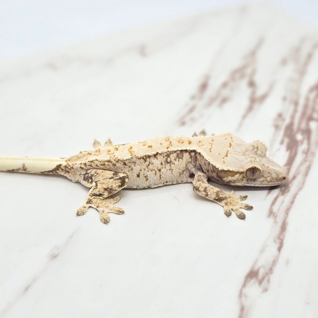 트라이 핀스트라이프 화이트핀 익스트림할리퀸