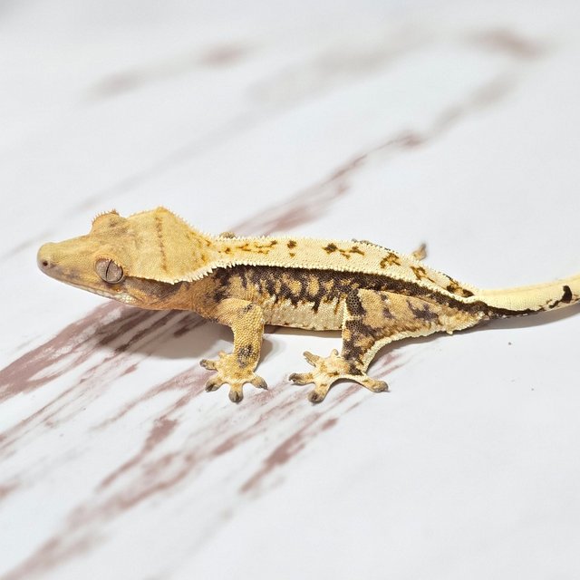 트라이 핀스트라이프 화이트핀 화이트포트홀