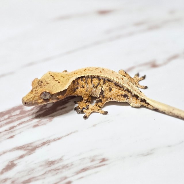 트라이 드리피 핀스트라이프