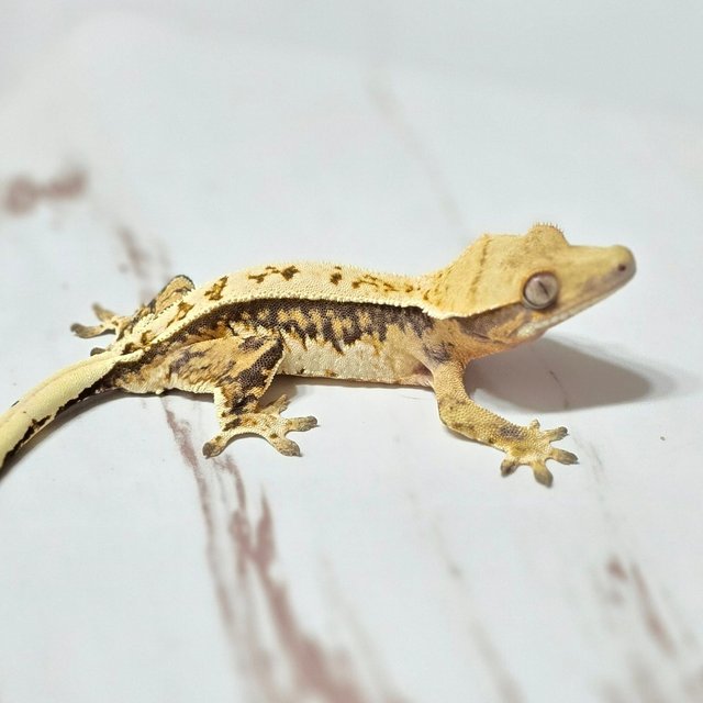 트라이 핀스트라이프 화이트핀 화이트포트홀