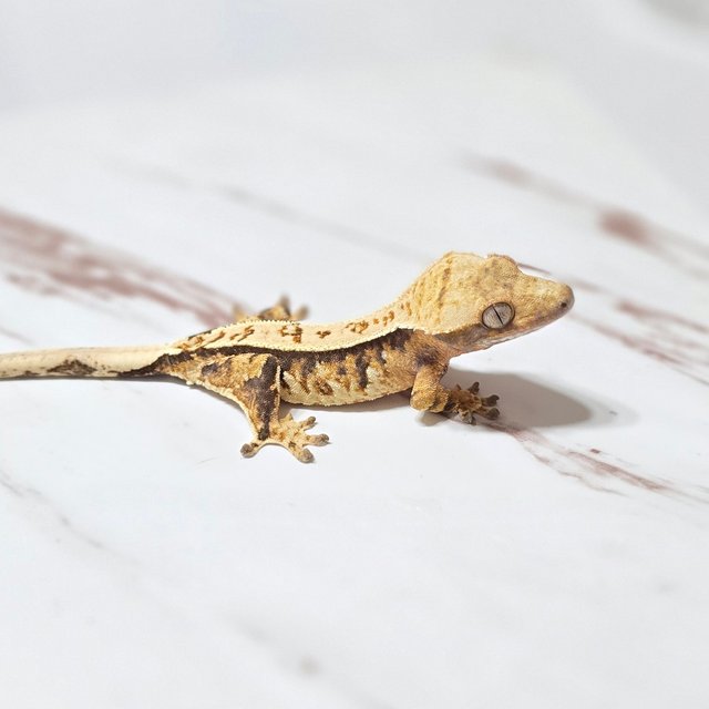 트라이 화이트스팟 화이트크라운 화이트핀 화이트포트홀