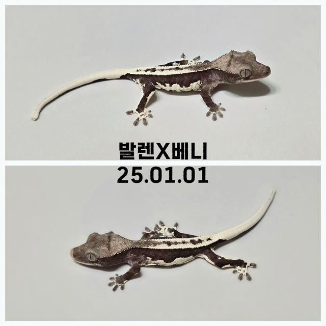 아잔틱 릴잔틱 풀핀 화이트핀 다크 블랙