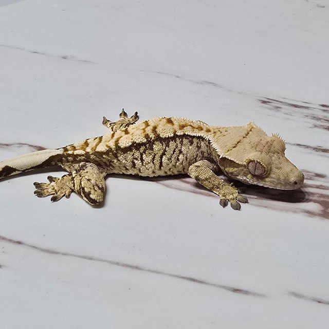 트라이 화이트스팟