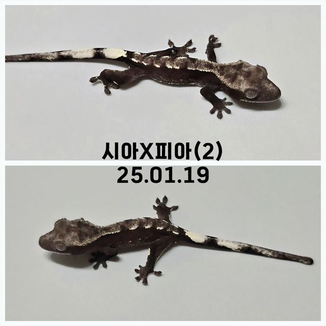 아잔틱 다크 블랙