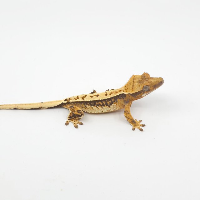 트라이 핀스트라이프