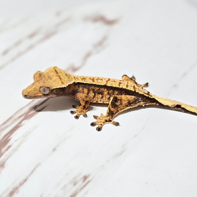 트라이 익스트림할리퀸 핀스트라이프 텐저린