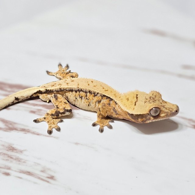 트라이 드리피 핀스트라이프