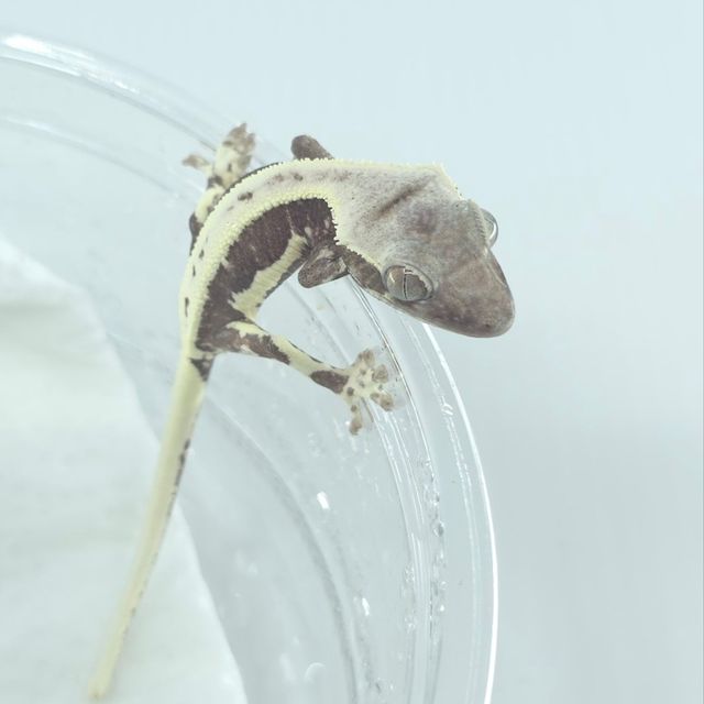 릴잔틱