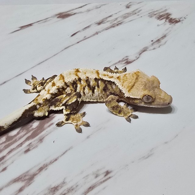 트라이 화이트핀 화이트스팟 화이트포트홀