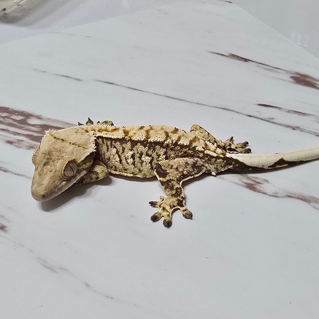 트라이 화이트스팟