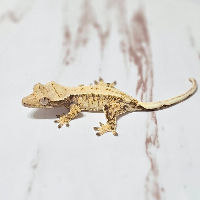 트라이 화이트스팟 화이트포트홀 화이트핀