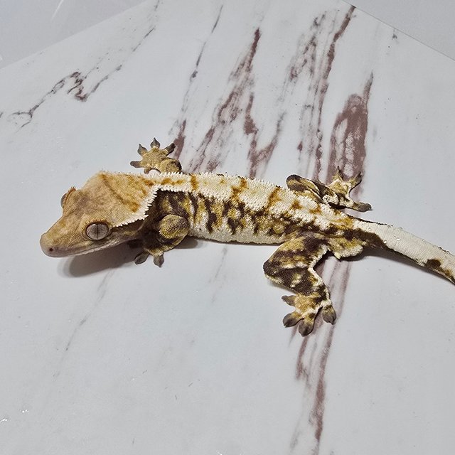 트라이 화이트핀 화이트스팟 화이트포트홀