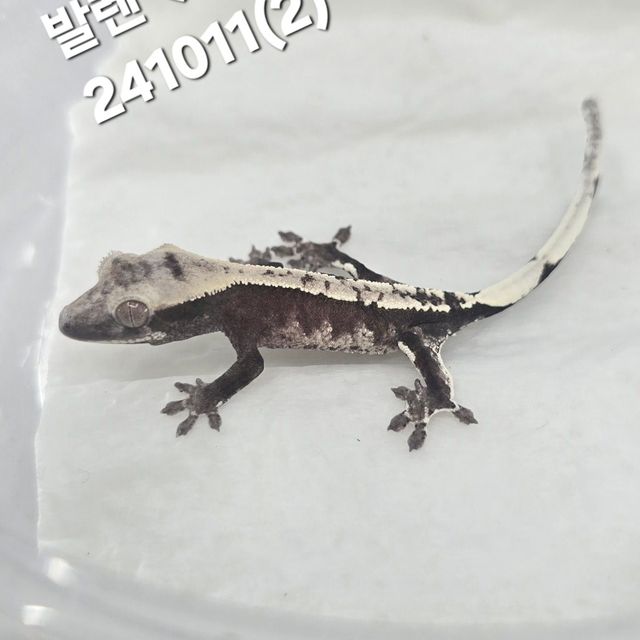 아잔틱 화이트핀 화이트스팟