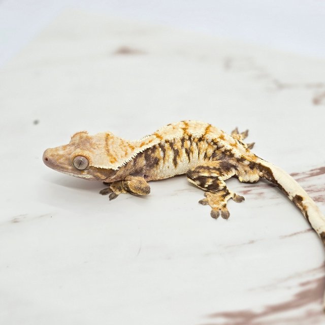 트라이 화이트핀 화이트스팟 화이트포트홀