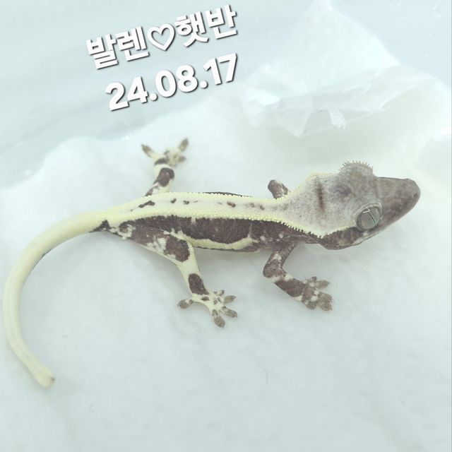 릴잔틱
