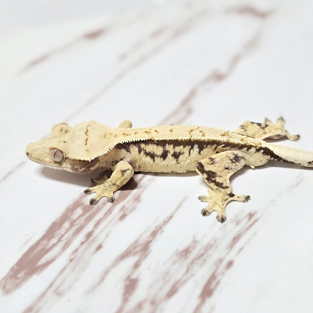 트라이 드리피 화이트핀 화이트스팟