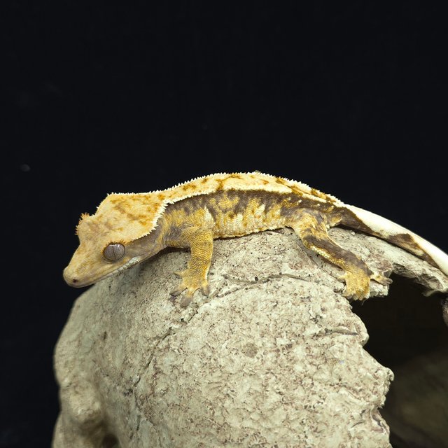 트라이 화이트스팟