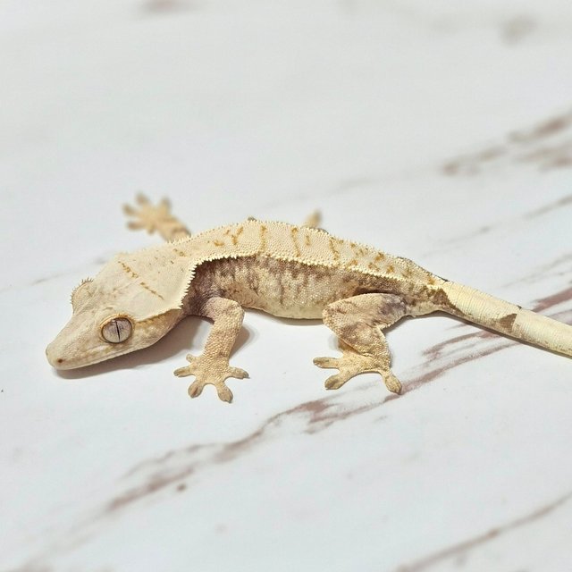 트라이 화이트스팟 핀스트라이프