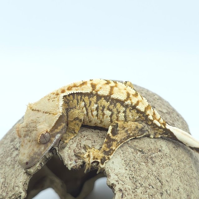 트라이 익스트림할리퀸