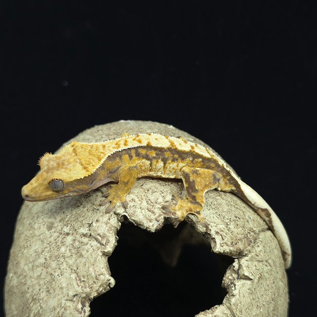 트라이 화이트스팟