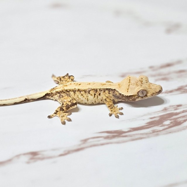 트라이 화이트스팟 화이트포트홀 화이트핀